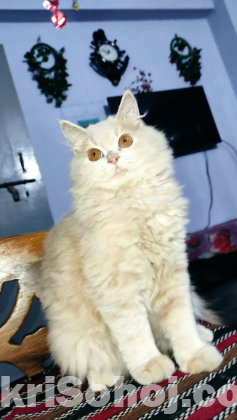 Persian cat